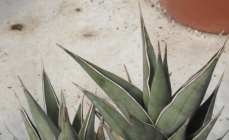 Sansevieria pinguicula | The Cactus King